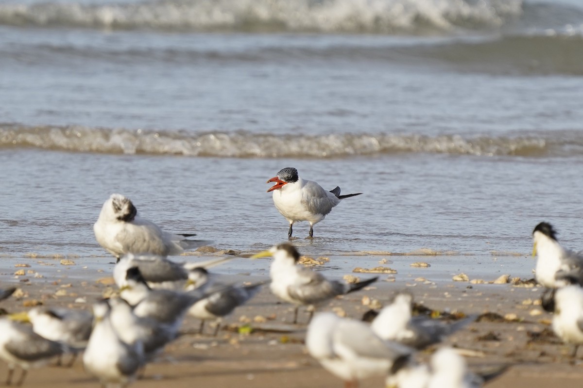 Caspian Tern - ML542117501