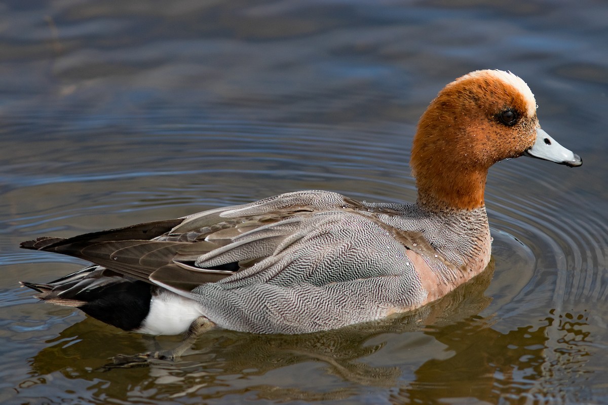 Eurasian Wigeon - ML54211751