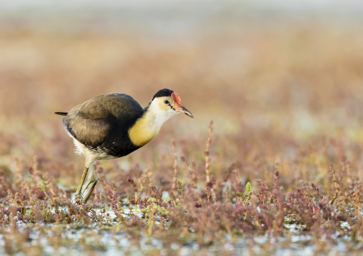 Comb-crested Jacana - Jarrod Kath