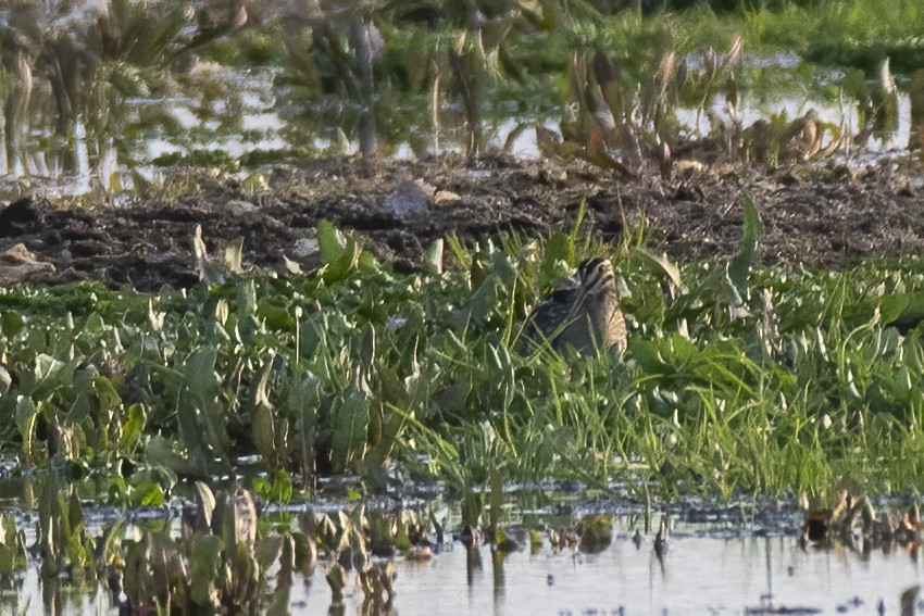 Common Snipe - Göktuğ  Güzelbey