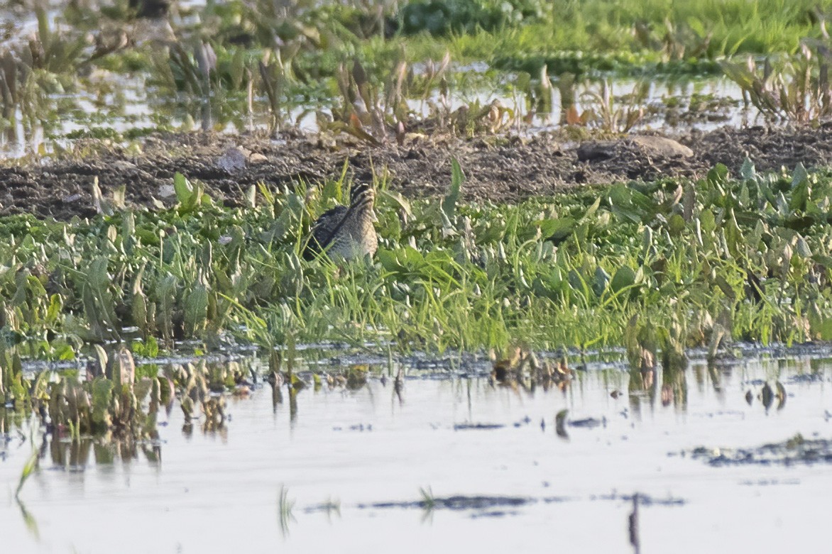 Common Snipe - ML542119991