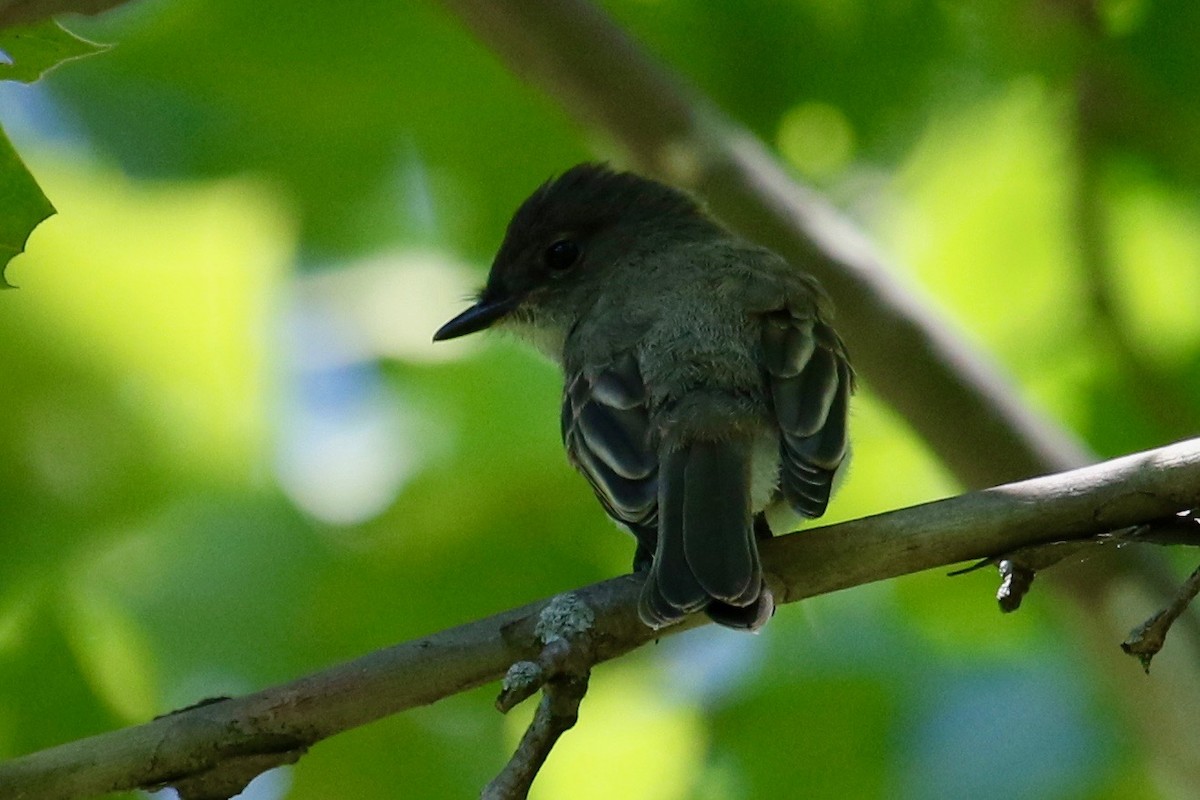 Eastern Phoebe - ML54212011