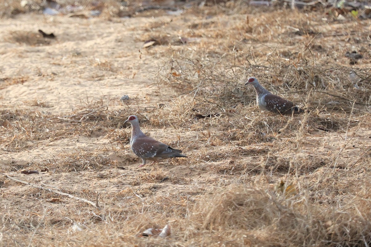 Pigeon roussard - ML542121441