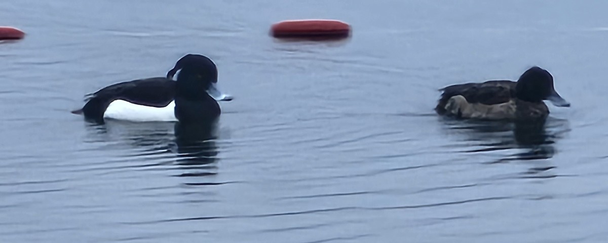 Tufted Duck - ML542121701