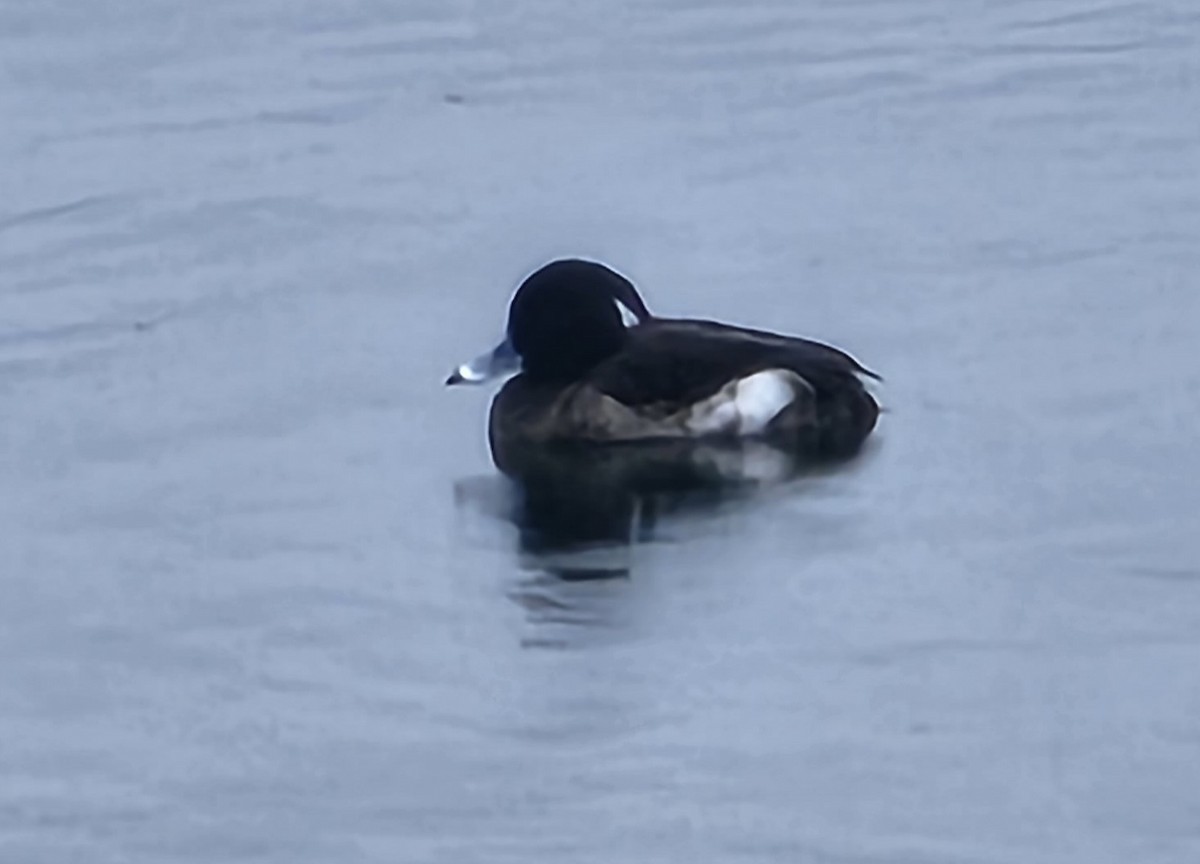 Tufted Duck - ML542121711