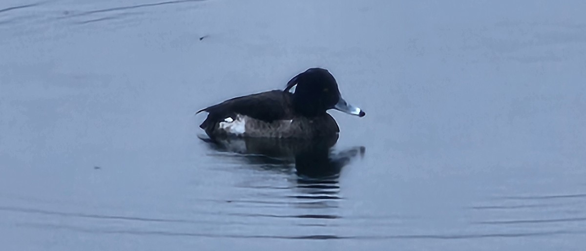 Tufted Duck - ML542121721