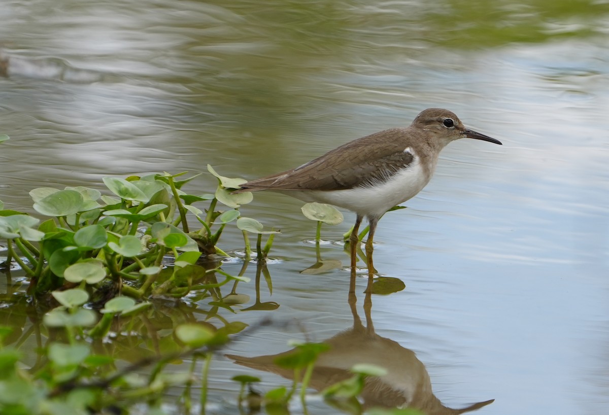 Solitary Sandpiper - ML542122281