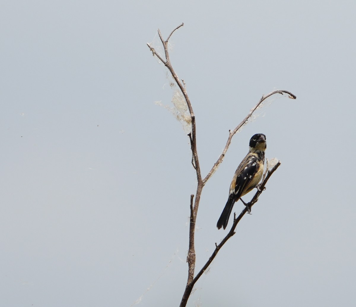 Variable Seedeater - ML542122311