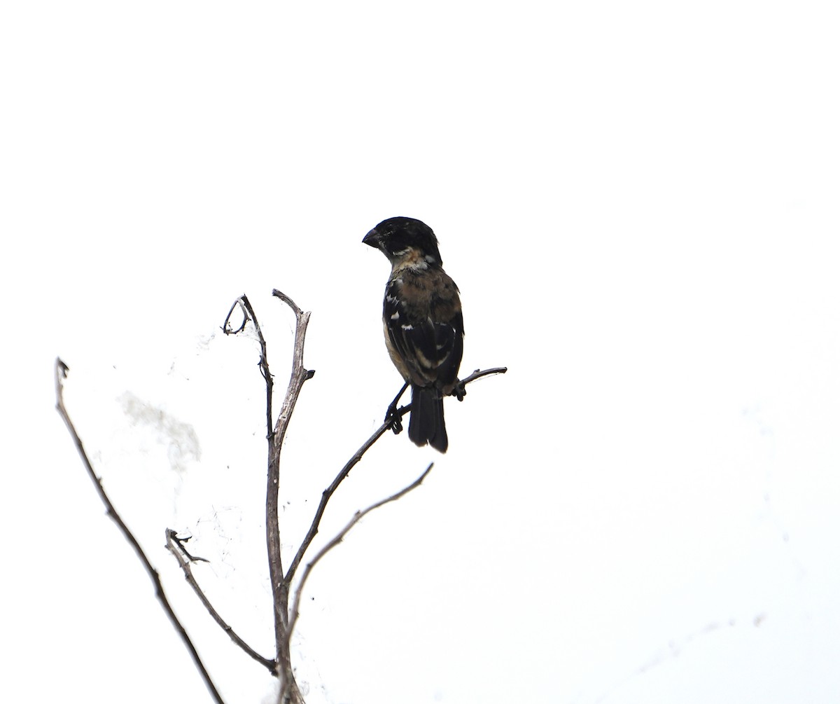 Variable Seedeater - Nevine Jacob