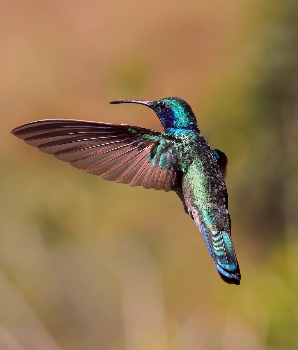 Lesser Violetear (Costa Rican) - Josep del Hoyo