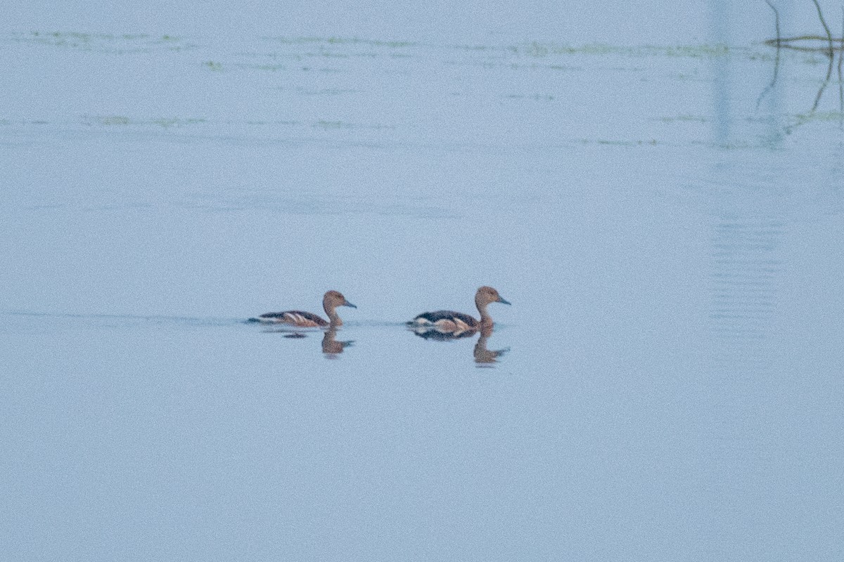 Fulvous Whistling-Duck - ML542122861