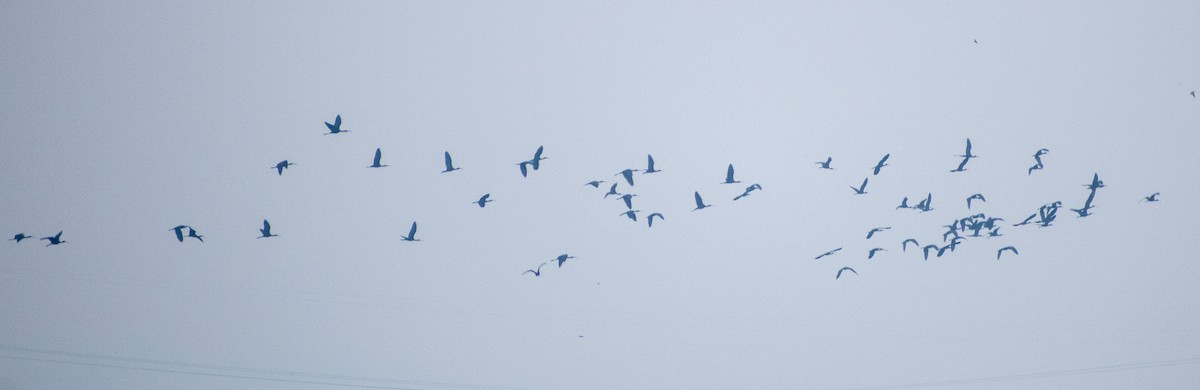 Glossy Ibis - ML542123121