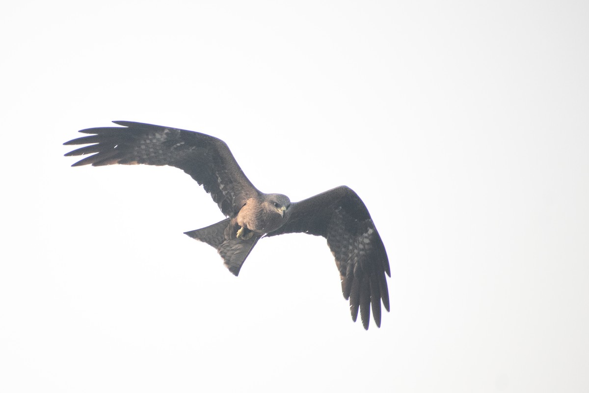 Black Kite - ML542123581