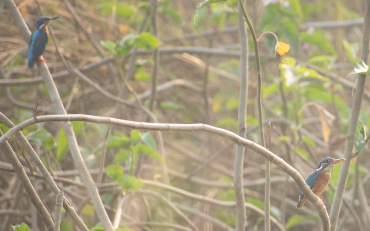 Common Kingfisher - ML542123681
