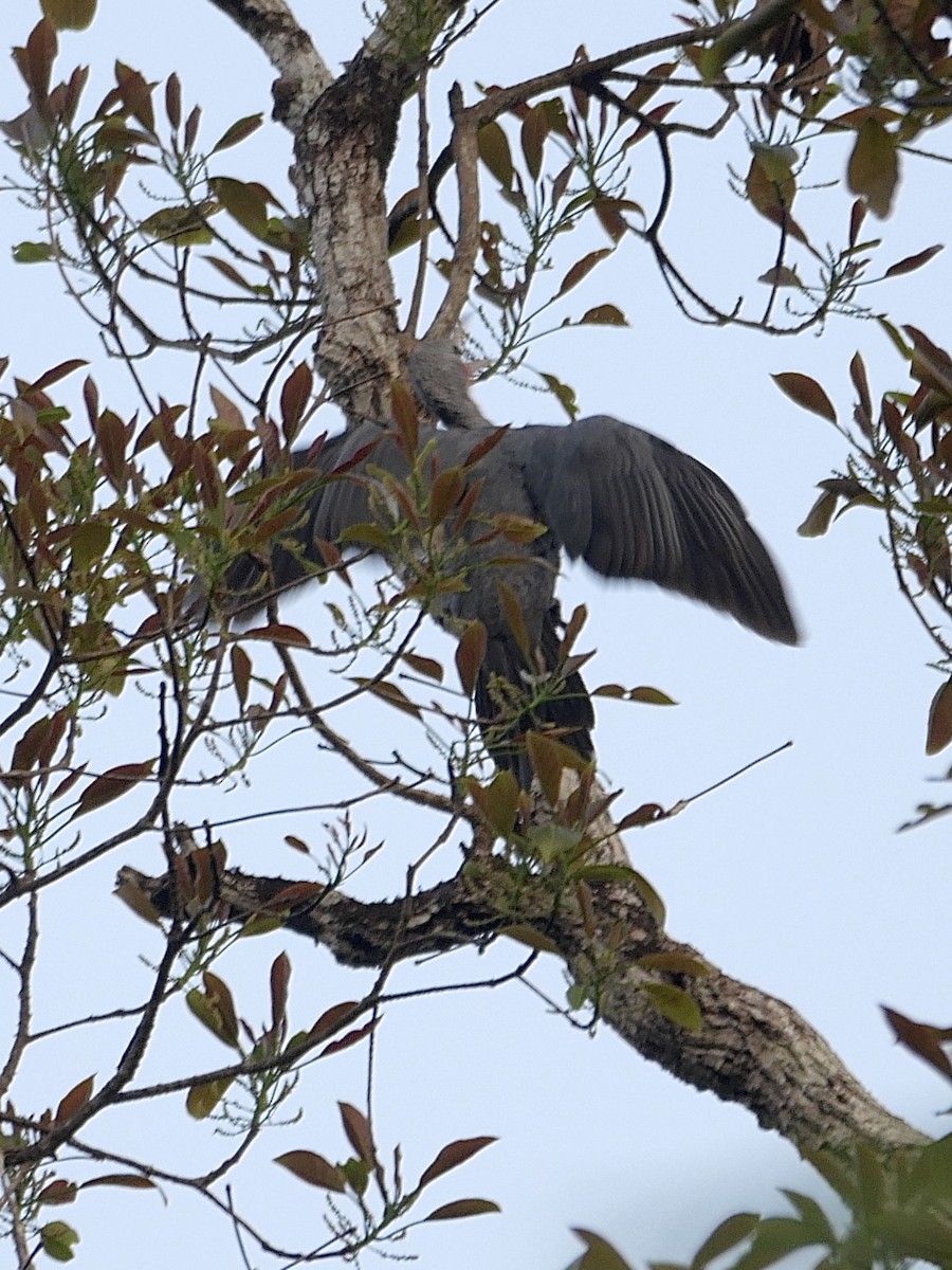 Great Slaty Woodpecker - ML542125221