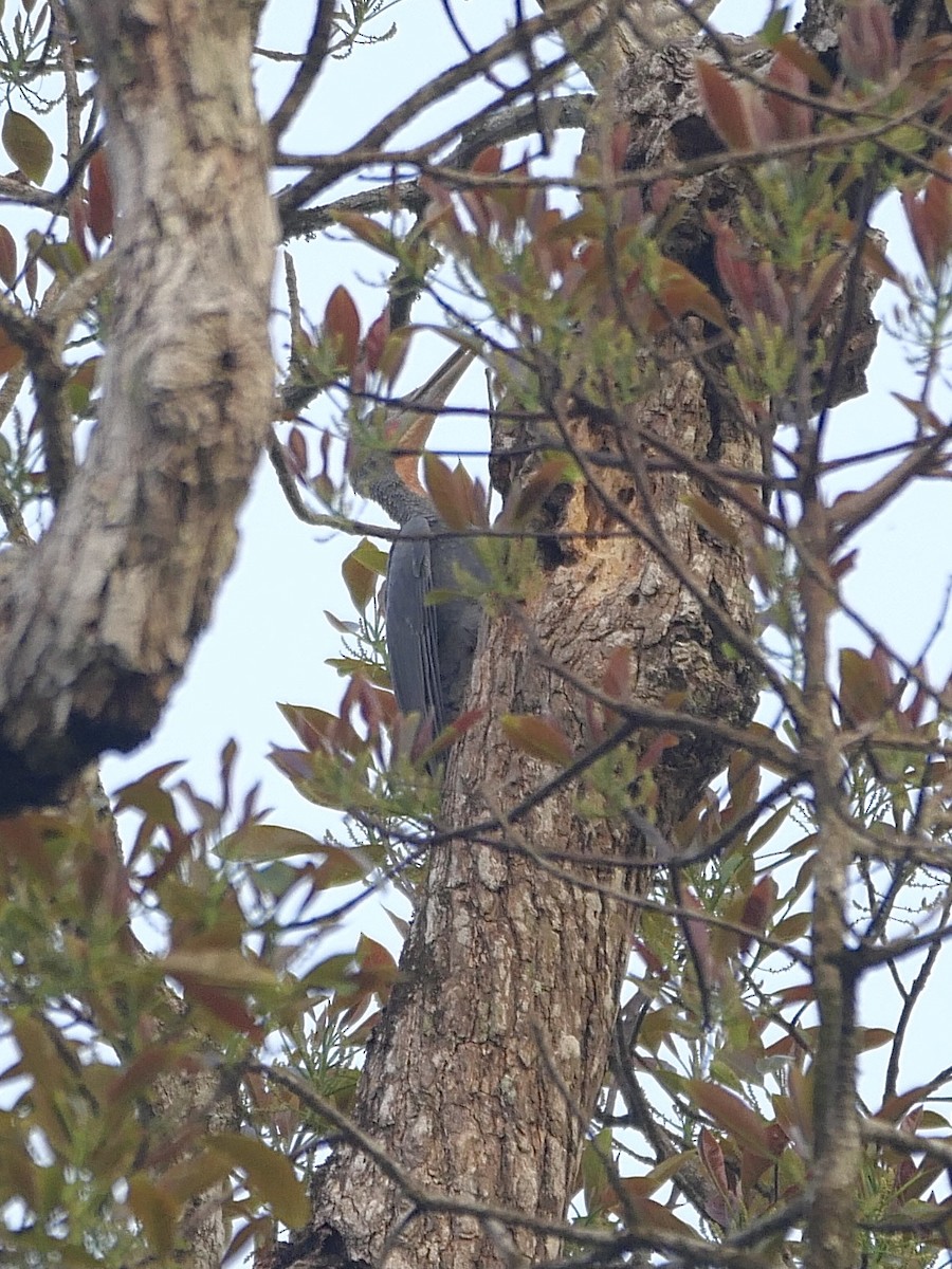 Great Slaty Woodpecker - Chris Wills