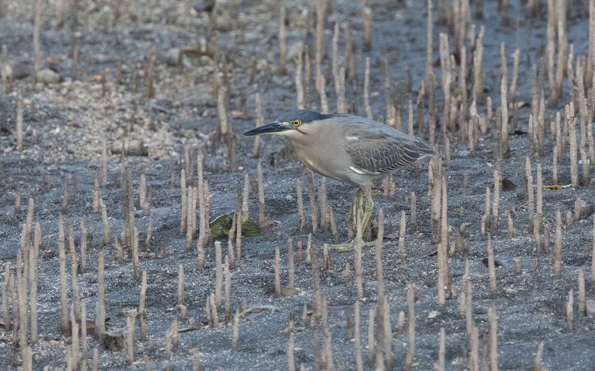 Striated Heron - ML542125311