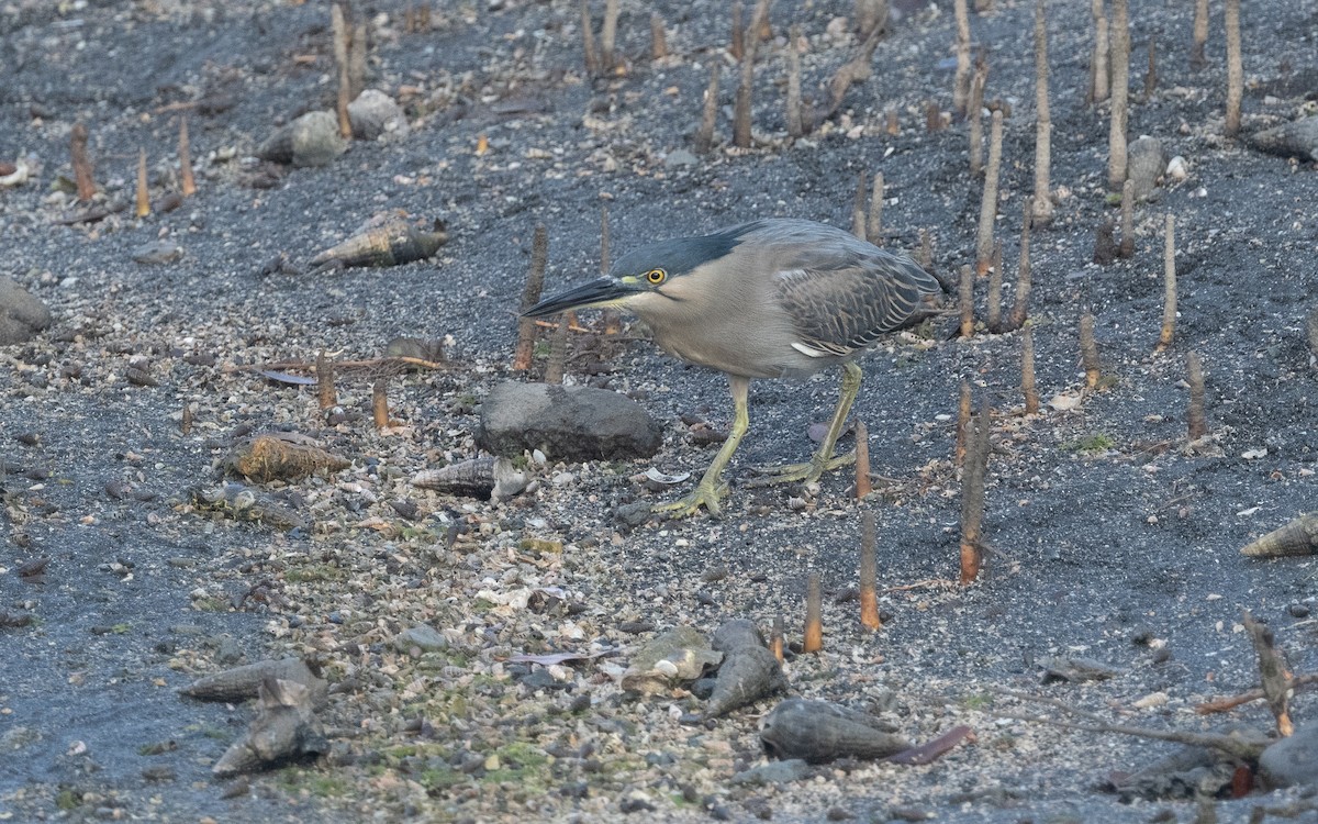 Striated Heron - ML542125321