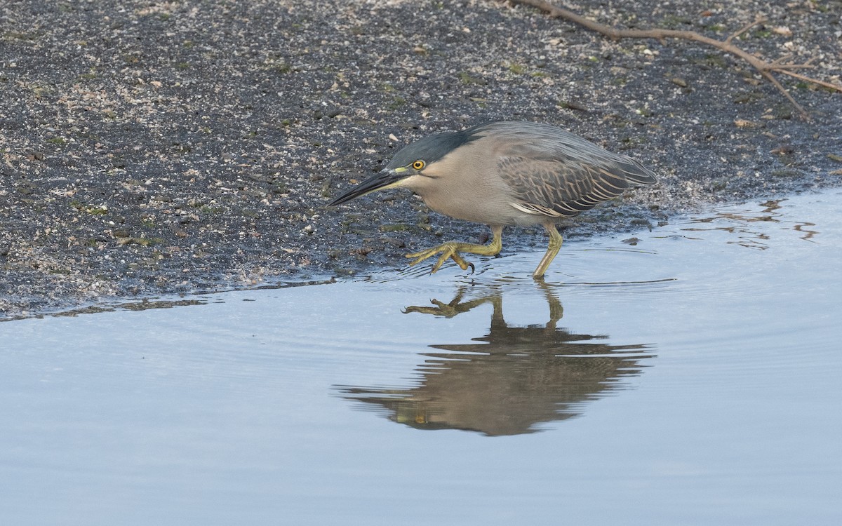 Striated Heron - ML542125331