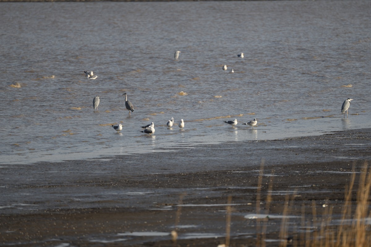 Common Gull - ML542125401