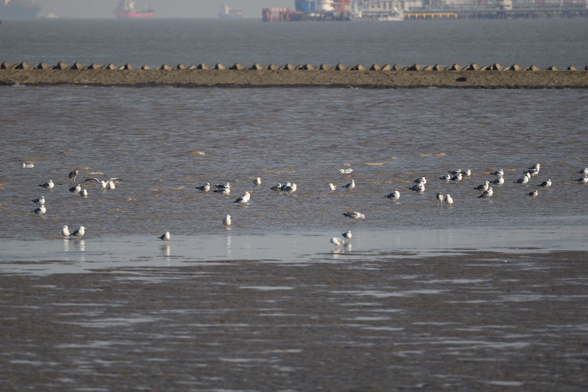 Common Gull - ML542125681