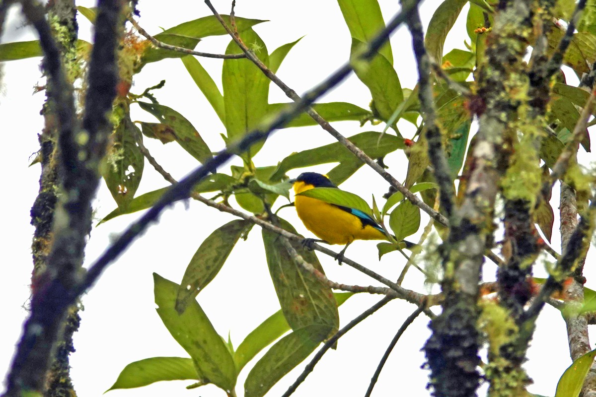 Blue-winged Mountain Tanager - ML542127251