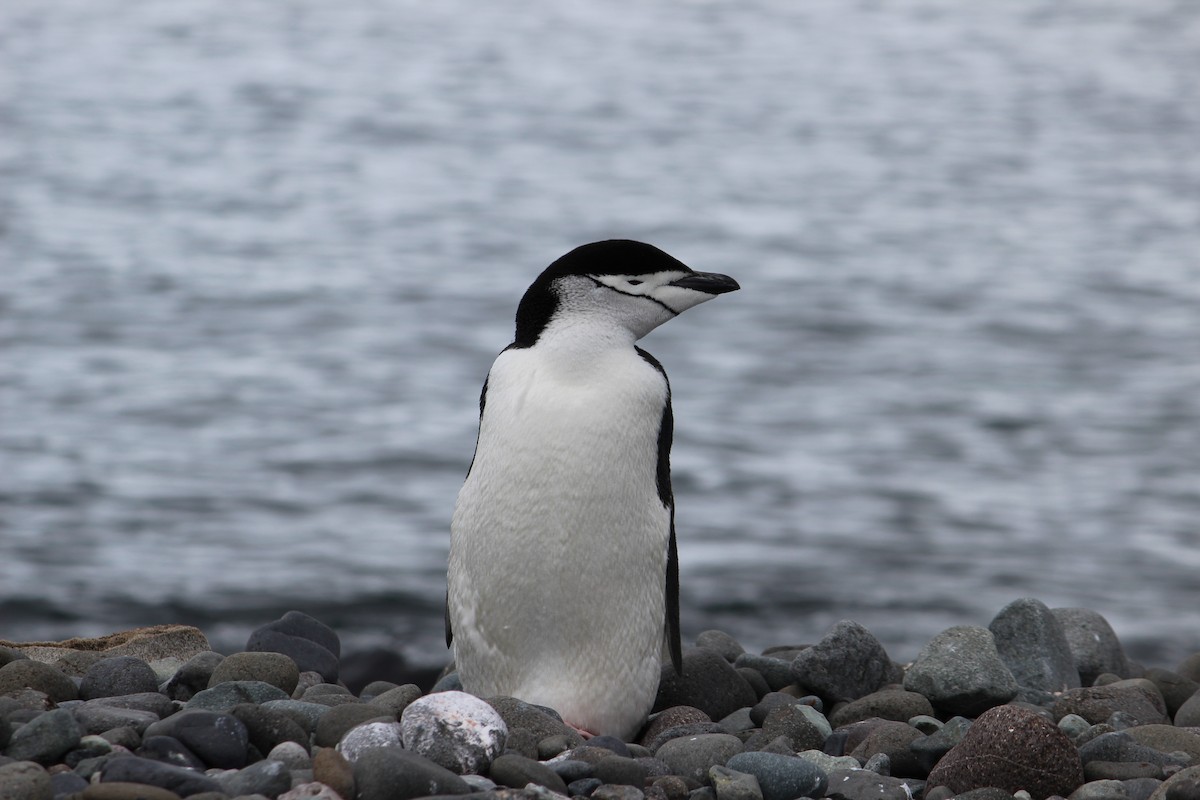 Chinstrap Penguin - Kristina Klug