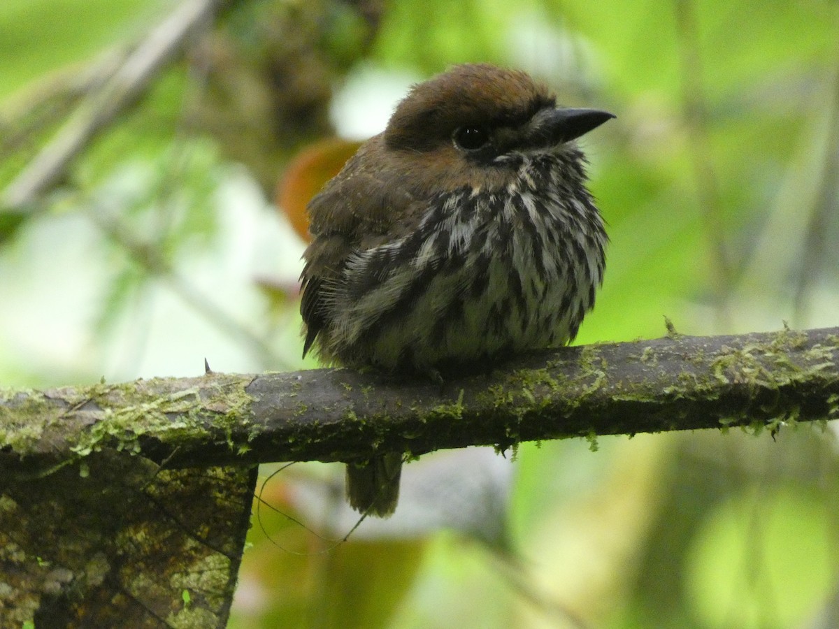 Lanceolated Monklet - ML542128811