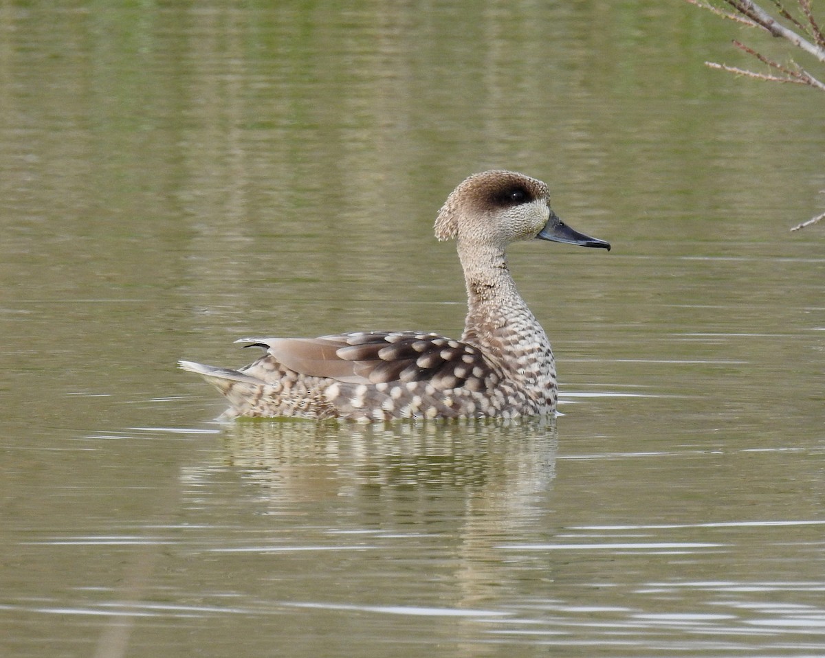 Marbled Duck - ML542129381