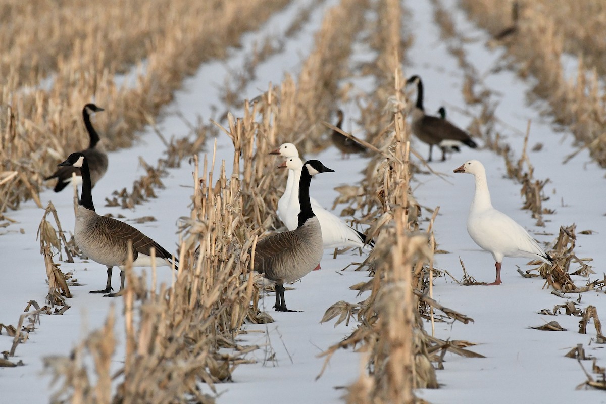 Snow Goose - ML542129531