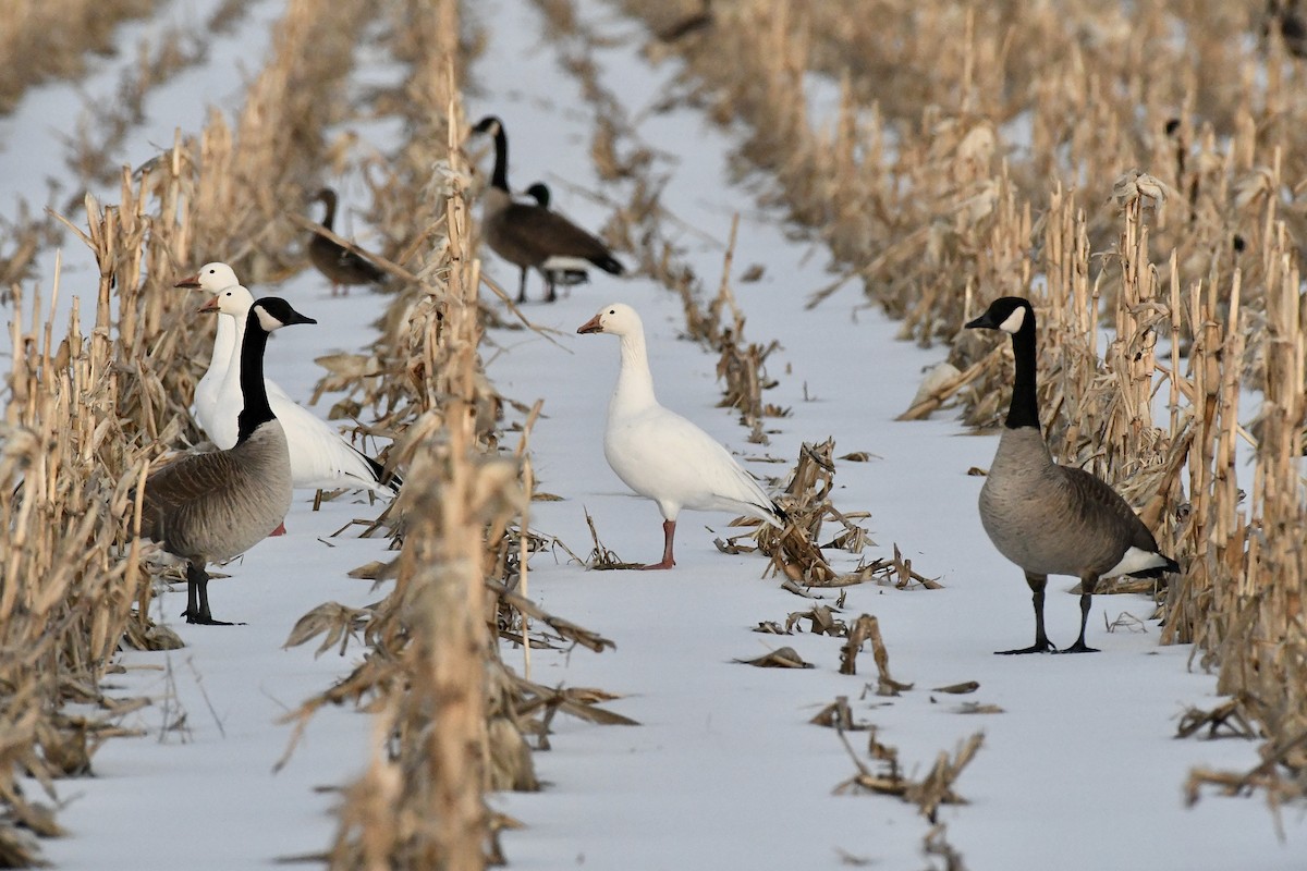 Snow Goose - ML542129541