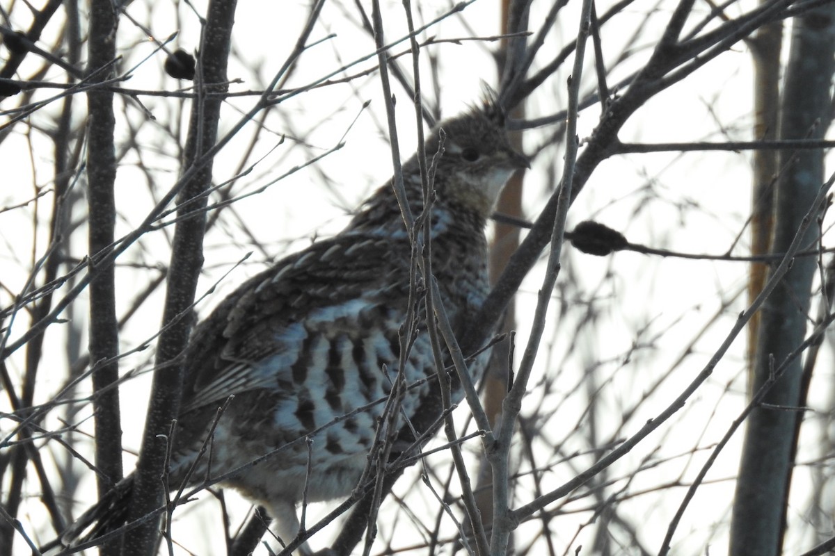 Ruffed Grouse - ML542129891