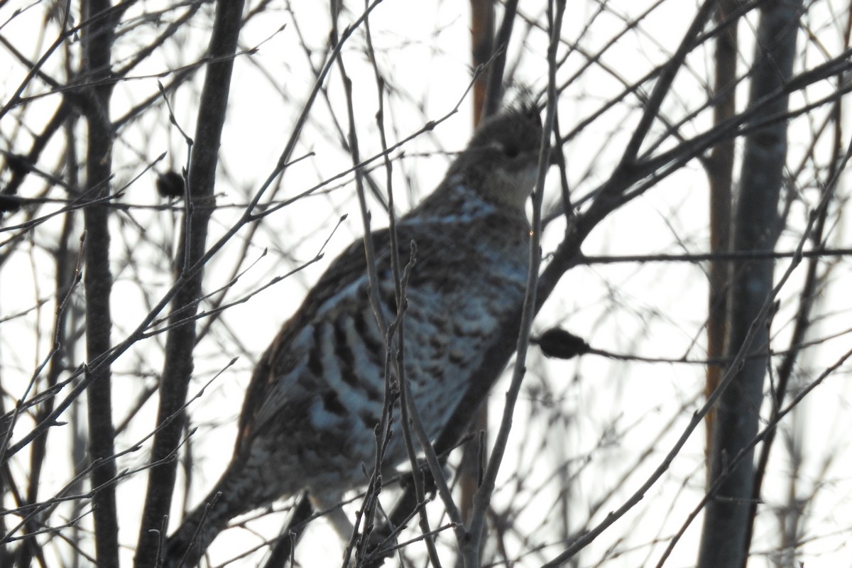 Ruffed Grouse - ML542129901