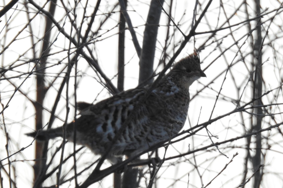 Ruffed Grouse - ML542129911