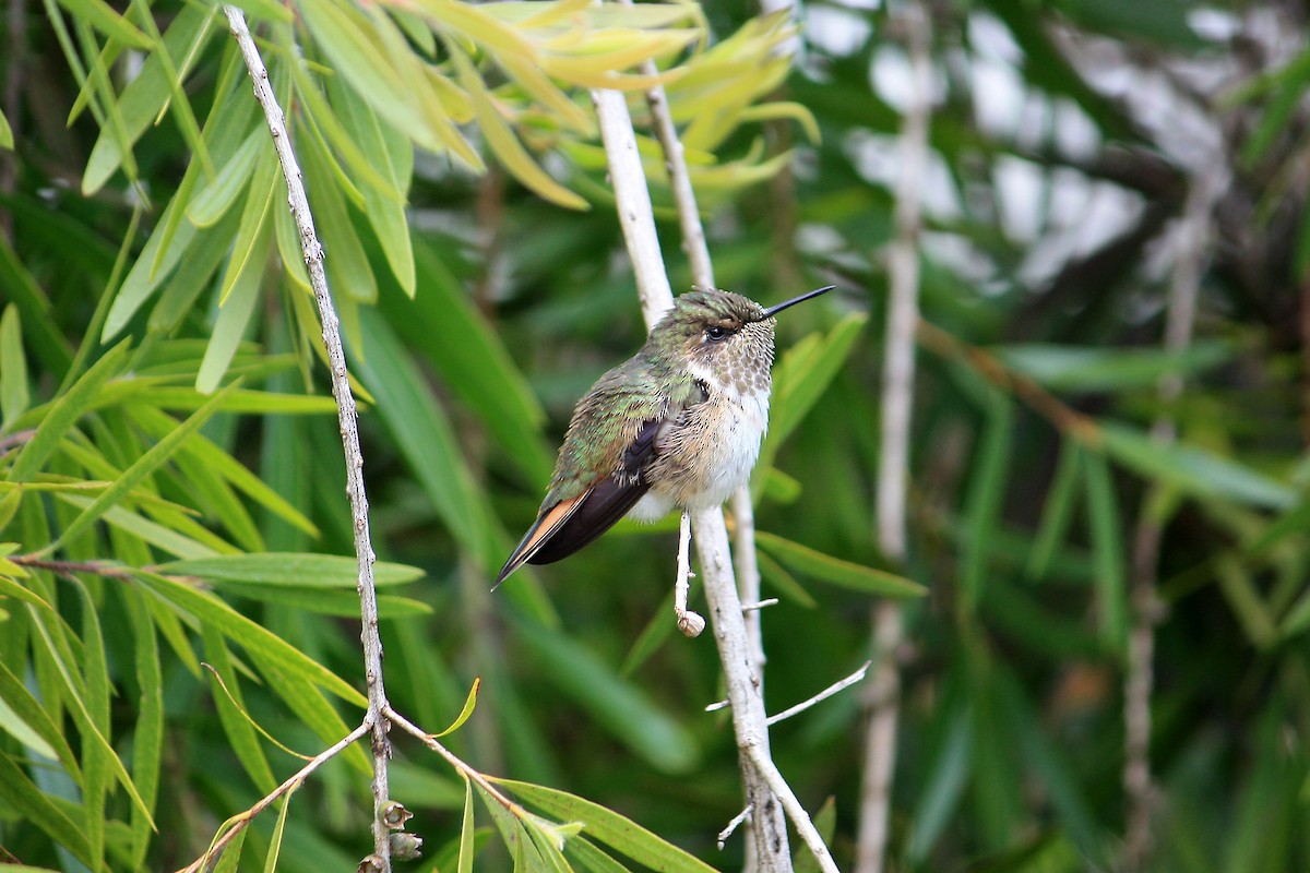 Colibrí Volcanero - ML542130631