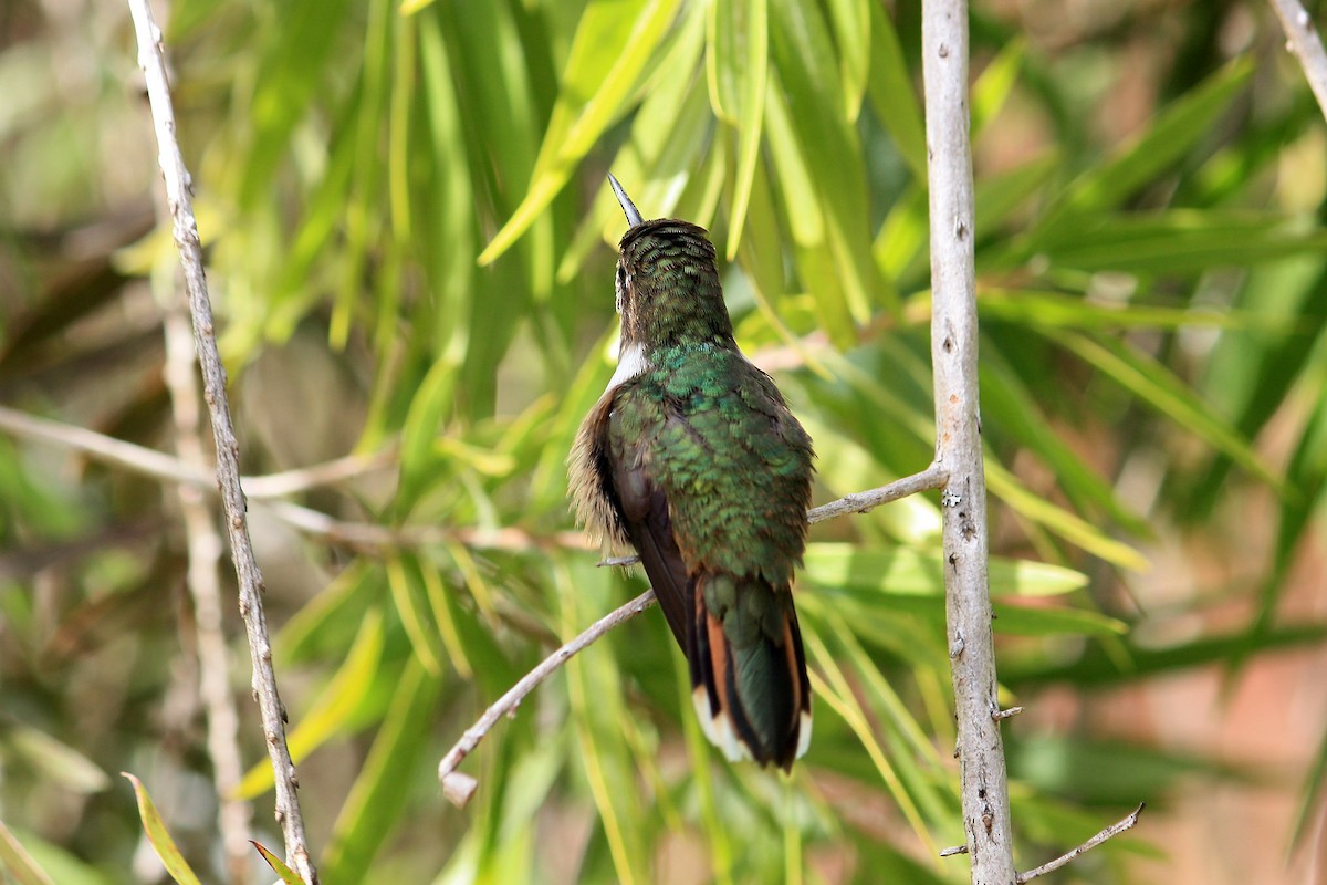 Colibrí Volcanero - ML542130641