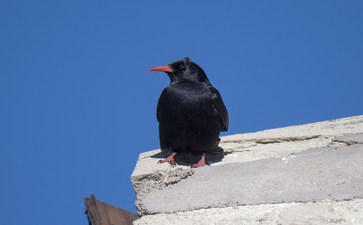 Red-billed Chough - Antonio Ceballos Barbancho