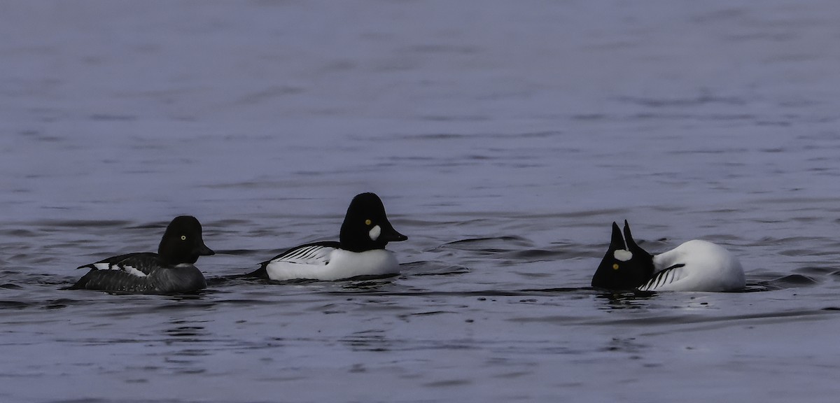 Common Goldeneye - ML542130851