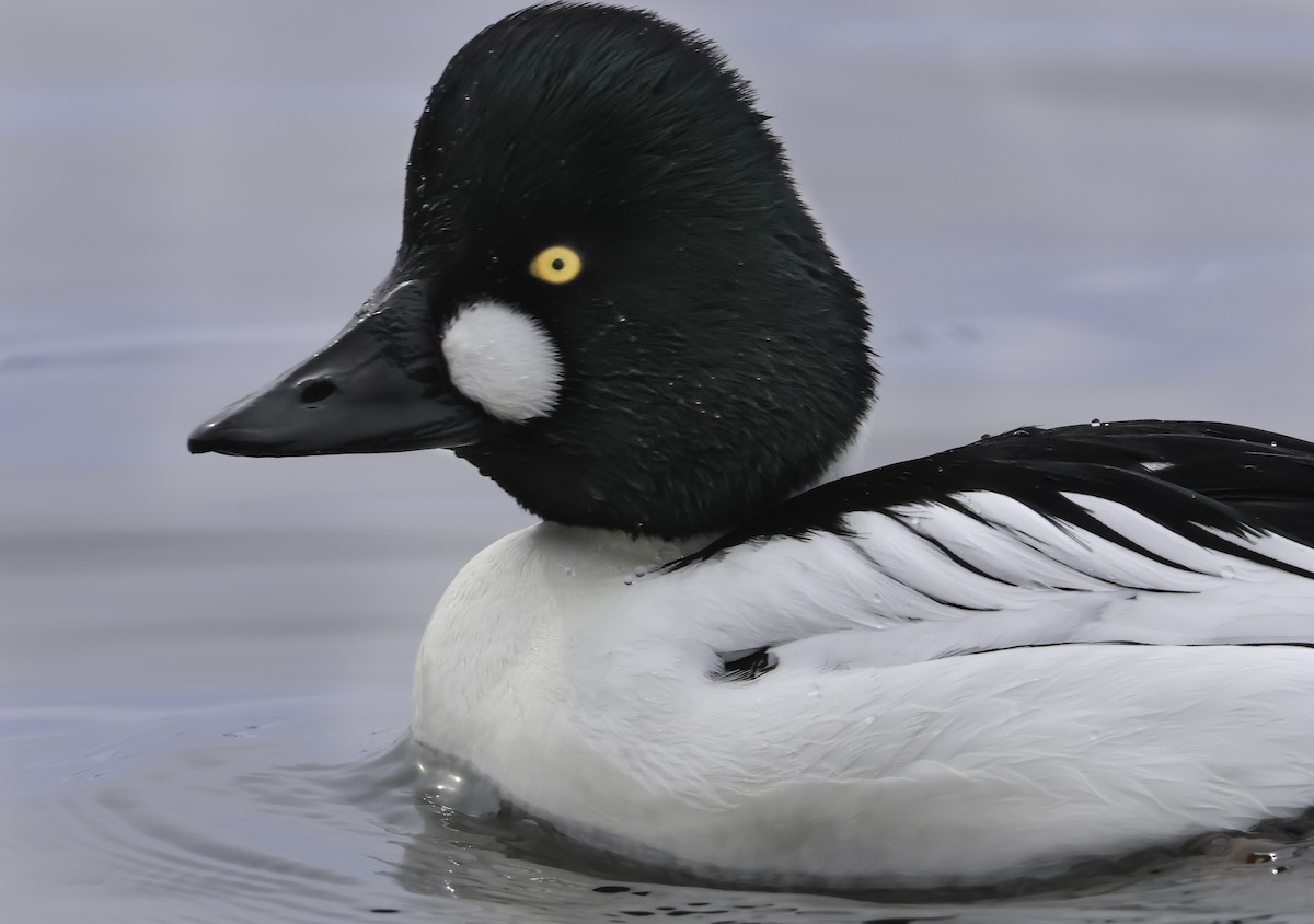 Common Goldeneye - ML542130871