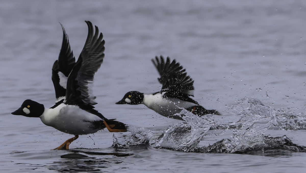 Common Goldeneye - Steve Vines