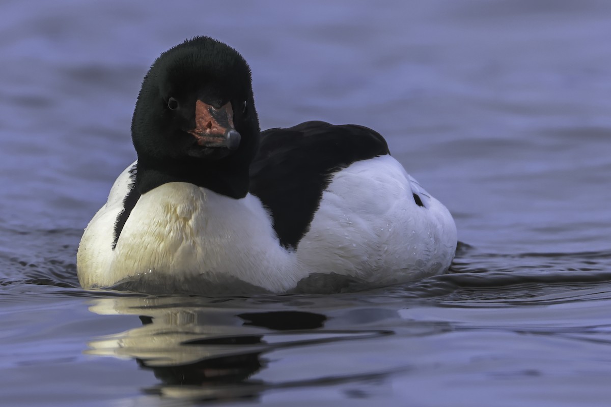 Common Merganser - ML542130911