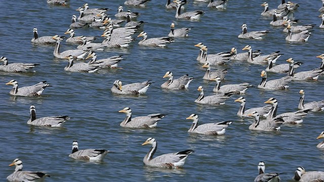 Bar-headed Goose - ML542131491