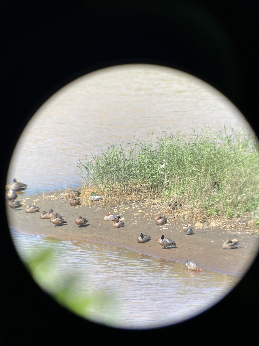 Garganey - Wenyi Huang