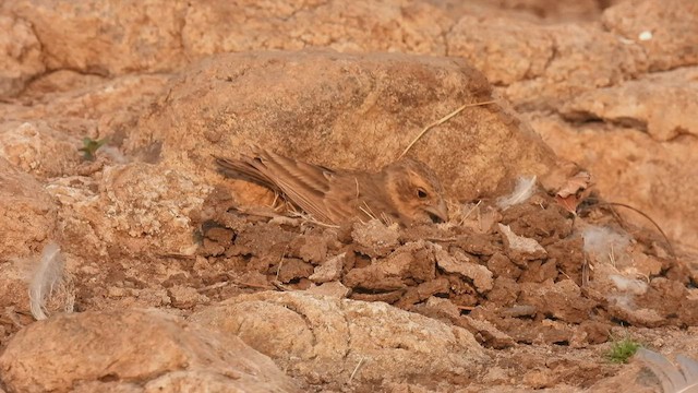 Terrera Coronigrís - ML542132711