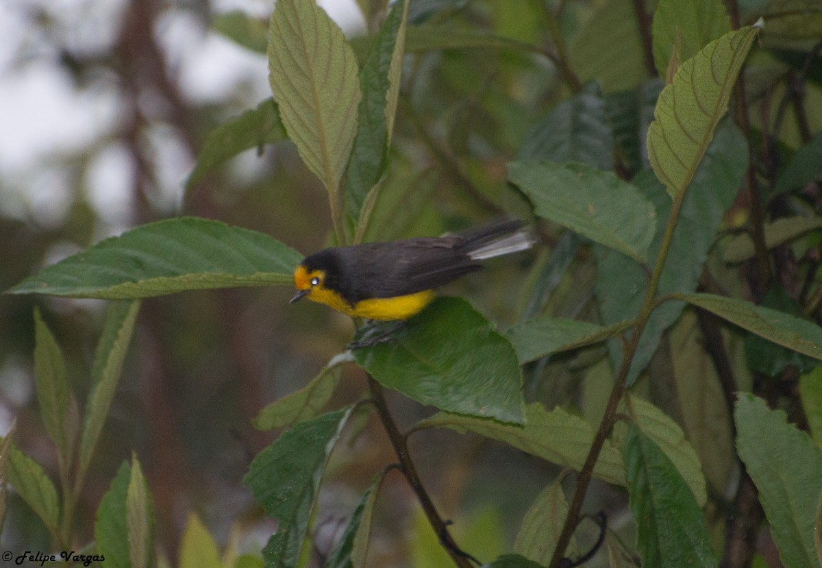 Golden-fronted Redstart - ML54213351