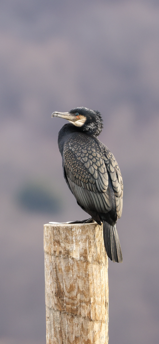 Great Cormorant - ML542133671
