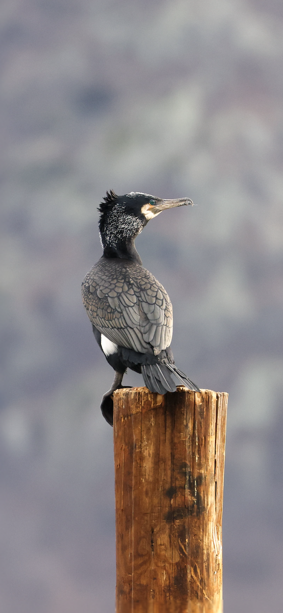 Great Cormorant - ML542133681