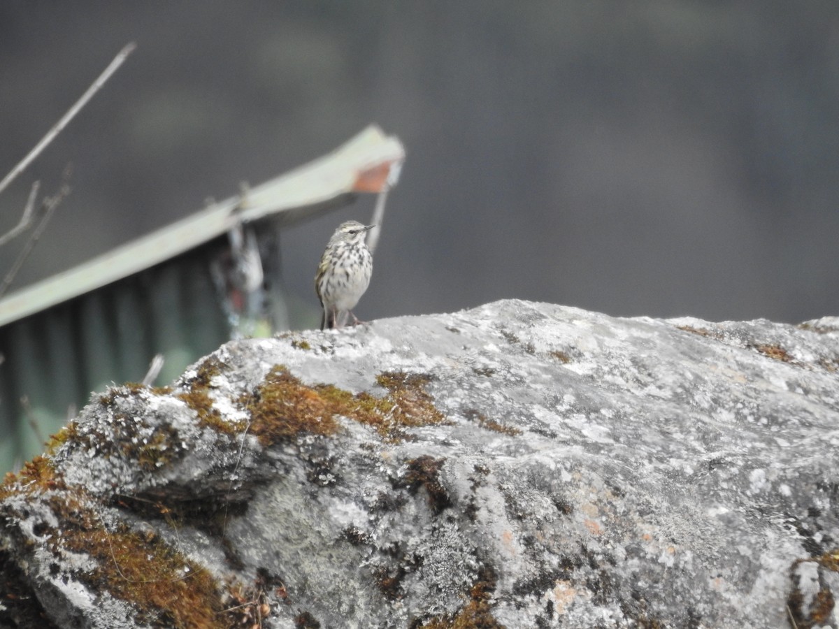 Rosy Pipit - ML542134211