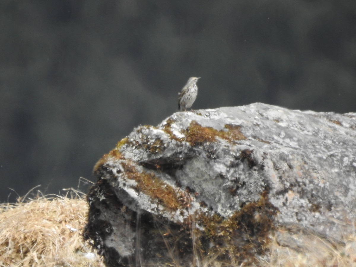 Rosy Pipit - ML542134231