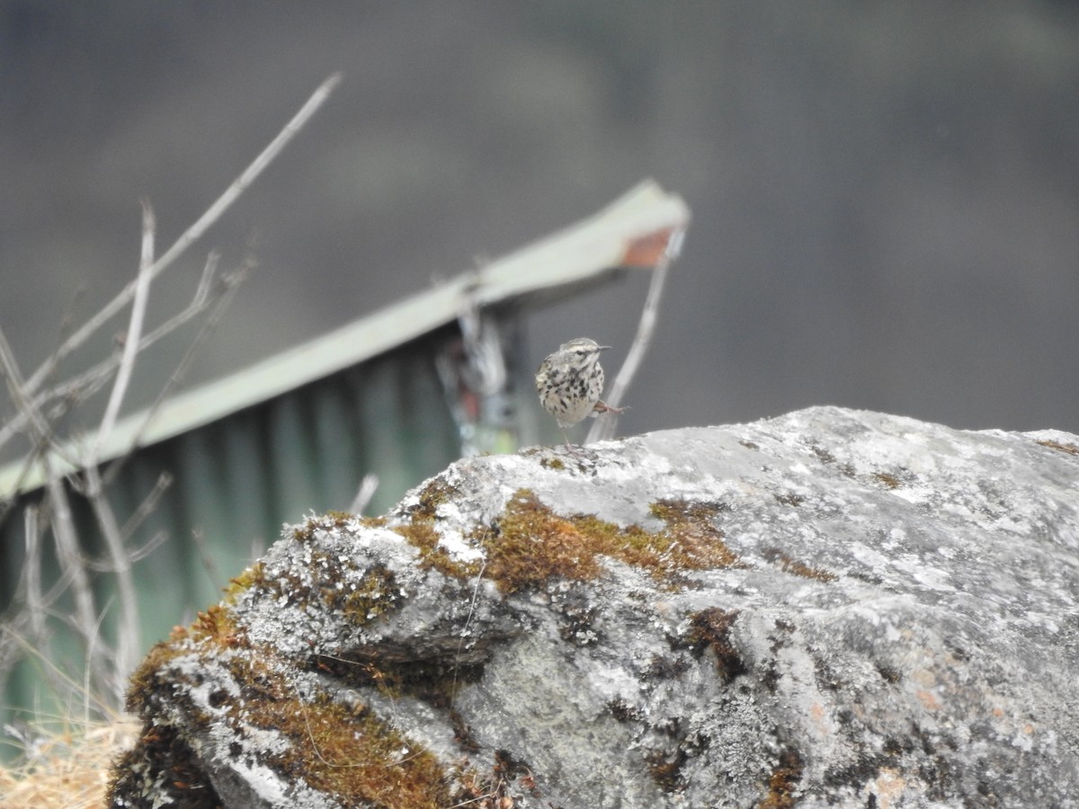Rosy Pipit - ML542134241